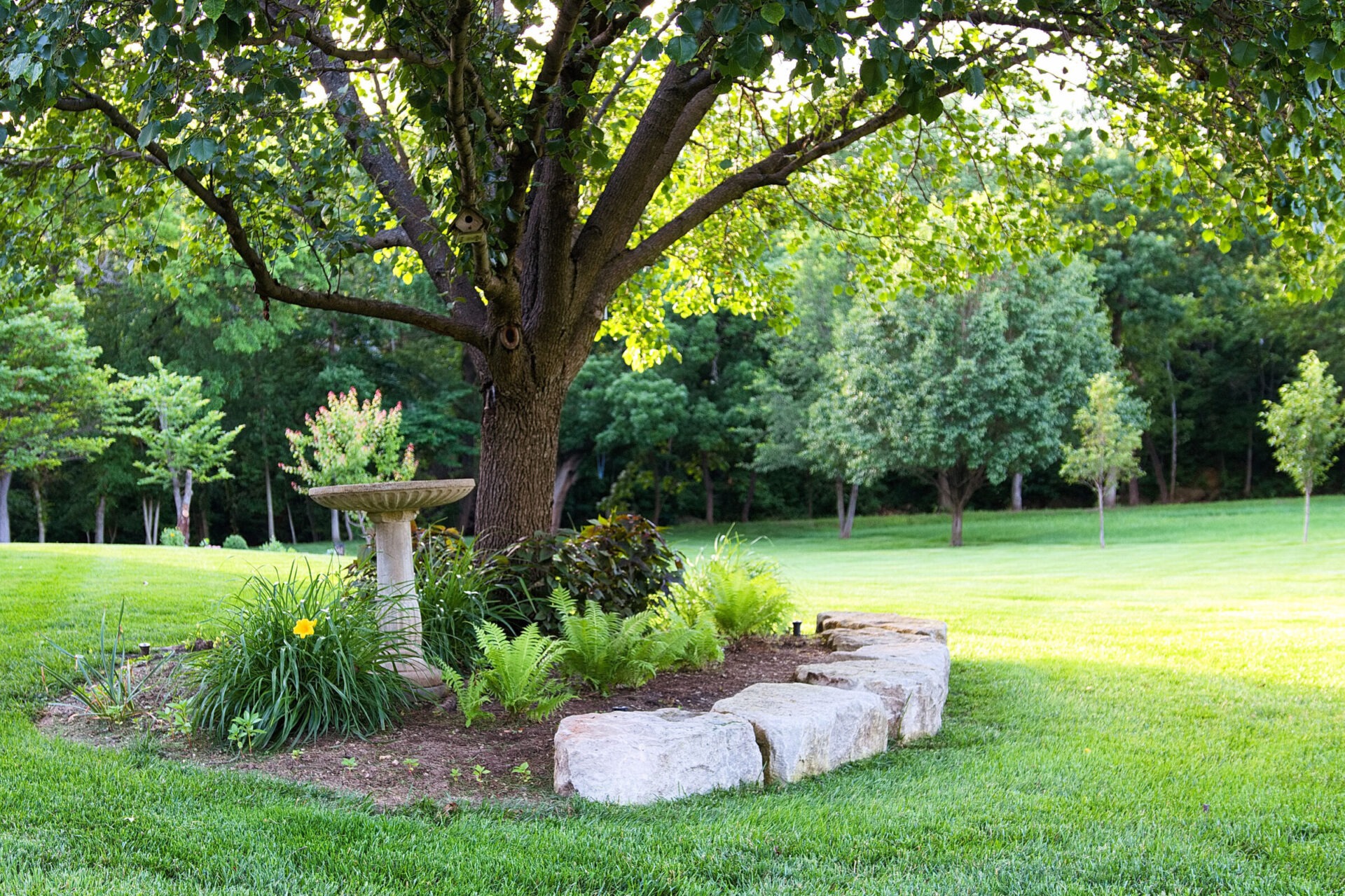 A peaceful garden scene with a large tree, birdbath, vibrant plants, and rocks, surrounded by lush, sunlit grass and trees.