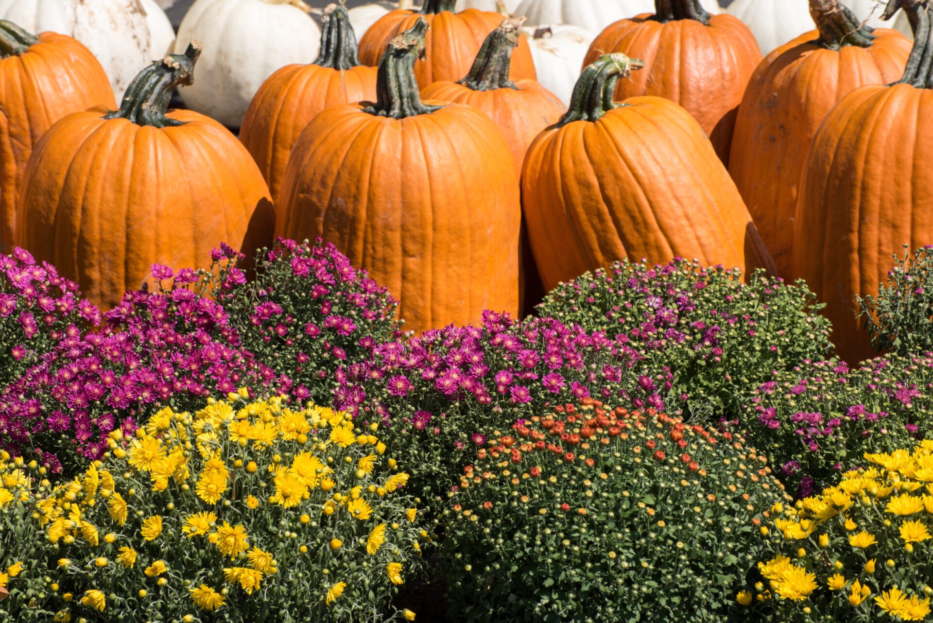 Large orange and white pumpkins surrounded by vibrant purple, yellow, and orange flowers in a colorful autumn arrangement.