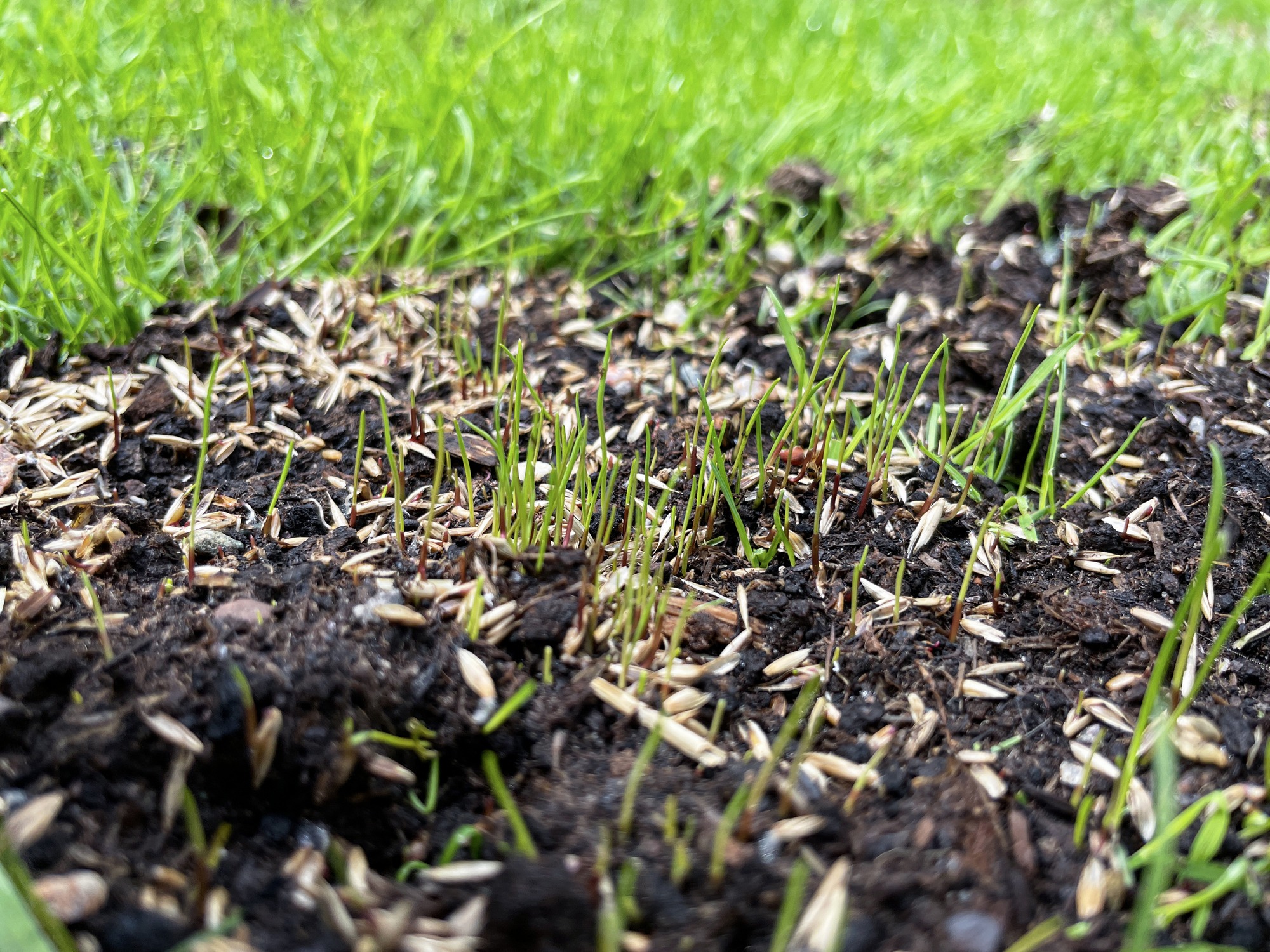 Close-up of freshly sprouting grass among soil and seeds on a lush green lawn, showcasing early stages of growth and nature's renewal processes.
