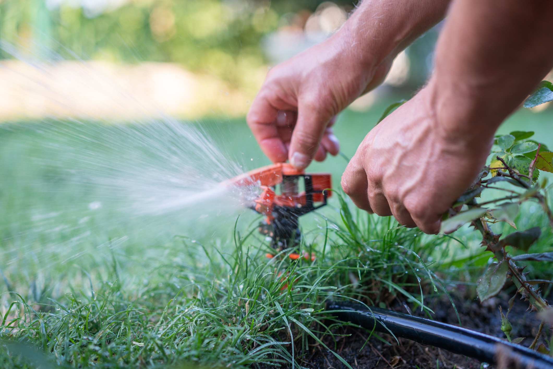 A person adjusts a garden sprinkler spraying water over grass, with green foliage in the background on a sunny day.
