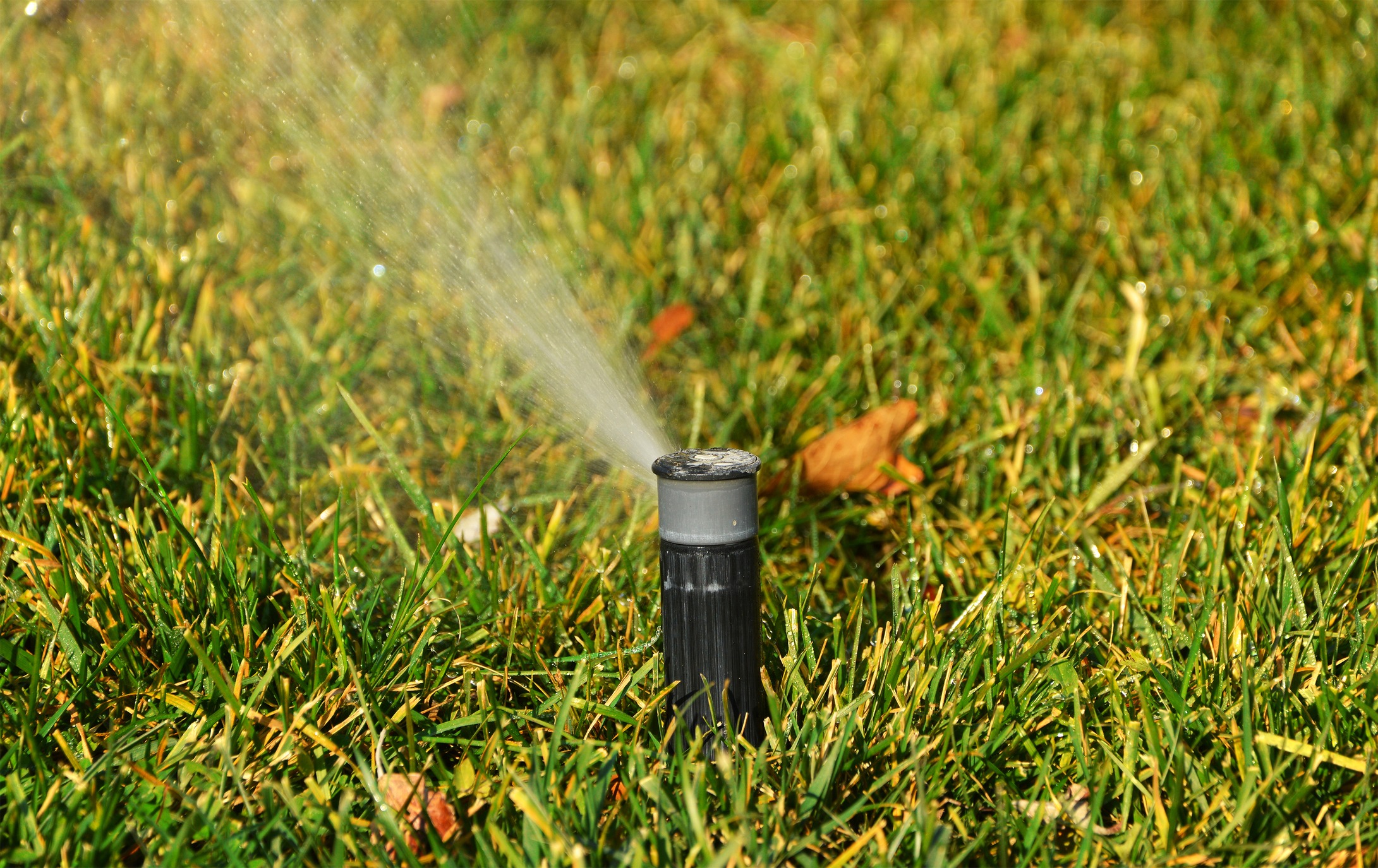 A sprinkler waters lush green grass, with water droplets glistening in sunlight. The ground is dotted with a few fallen brown leaves.