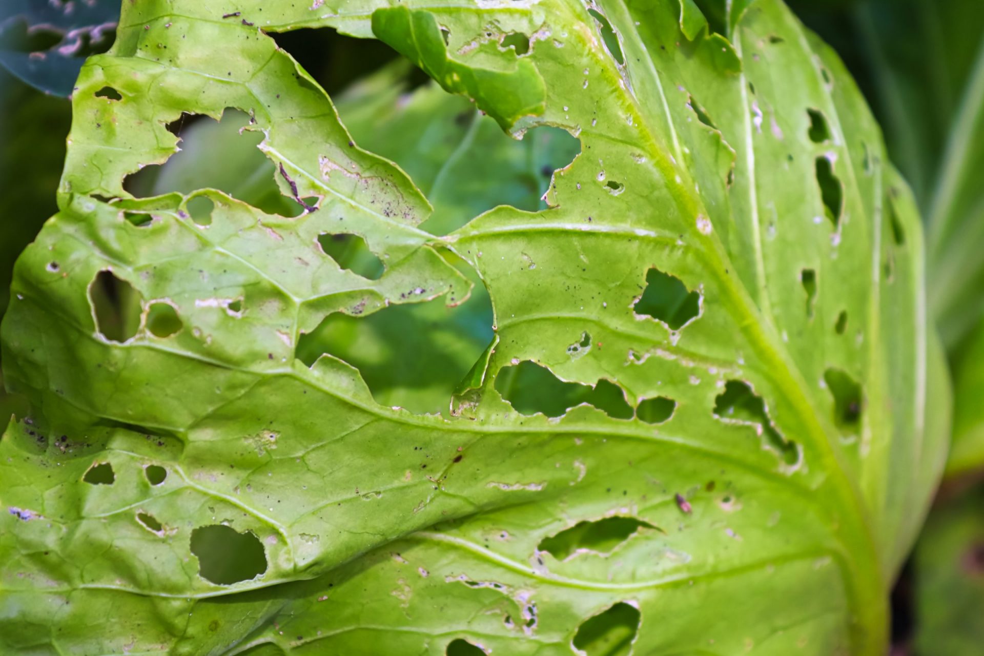 Close up of plant leaf with damage due to pest interaction