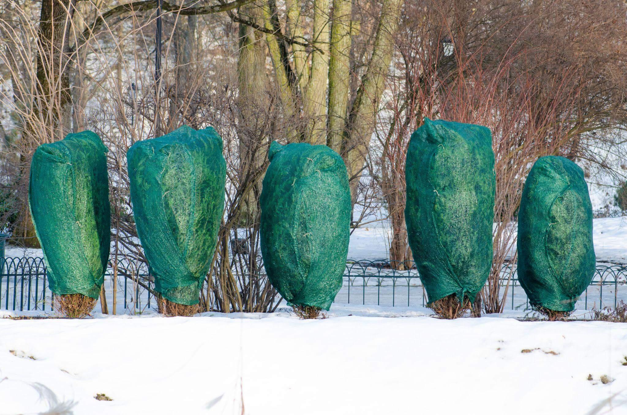 Shrubs wrapped in green protective covers for winter plant protection in a snowy yard.