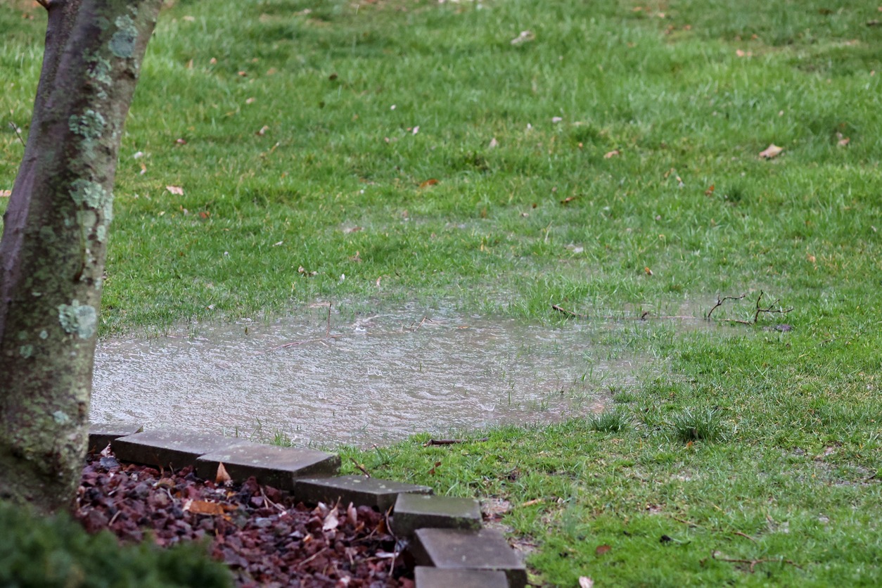 Puddle of Rain Water in Grass Lawn With Bad Drainage
