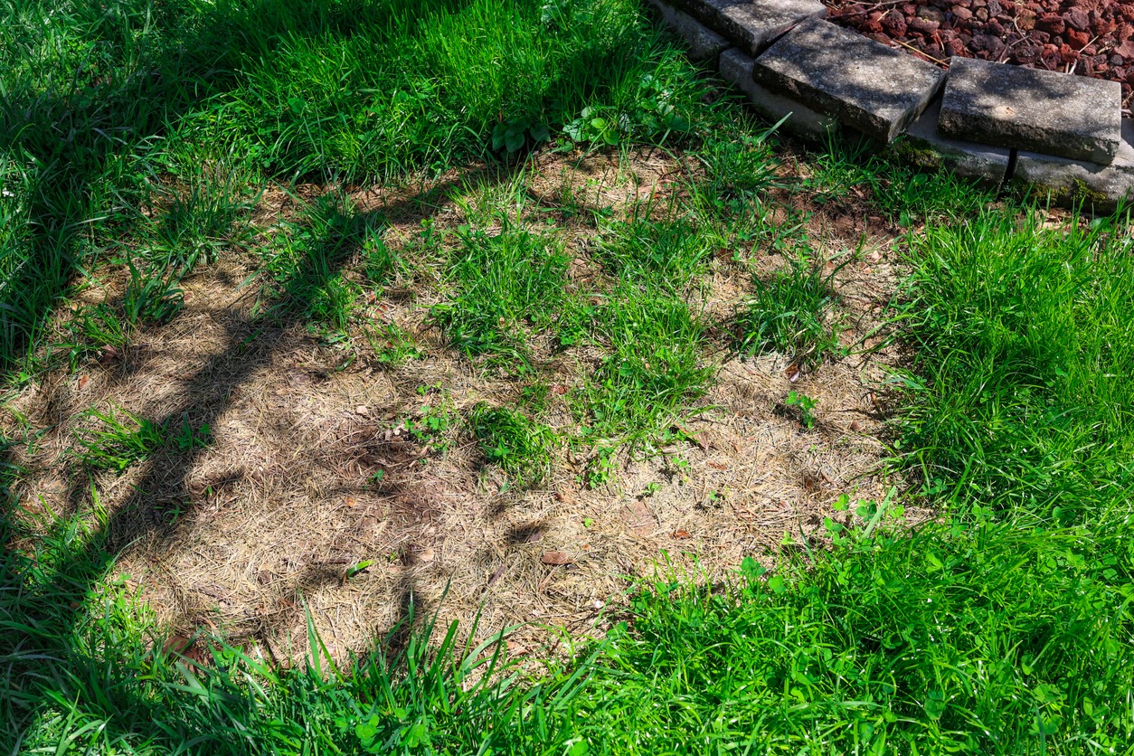 A Empty Patch Of Grass On A Residential Lawn